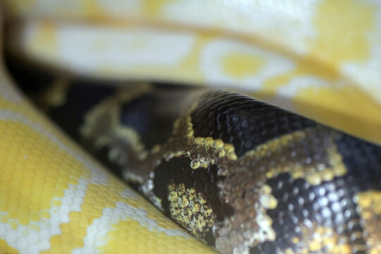 Indian python (Python molurus) macro