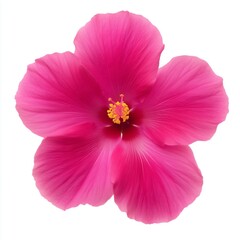 A detailed close up image of a single vibrant pink hibiscus flower with delicate petals and a white background. Generative AI.