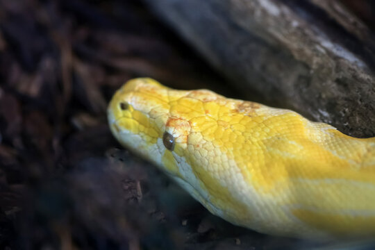 Indian python (Python molurus) macro portrait