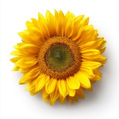 Fototapeta premium Bright and detailed photograph of a sunflower showcasing its vivid yellow petals and intricate center. Generative AI.
