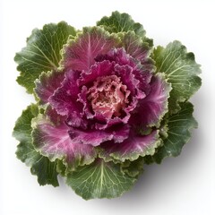Obraz premium Close up of an ornamental cabbage with vivid purple and green leaves, displaying natural beauty and texture. Generative AI.