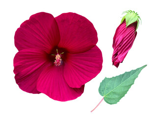 赤いハイビスカスの花とつぼみと葉