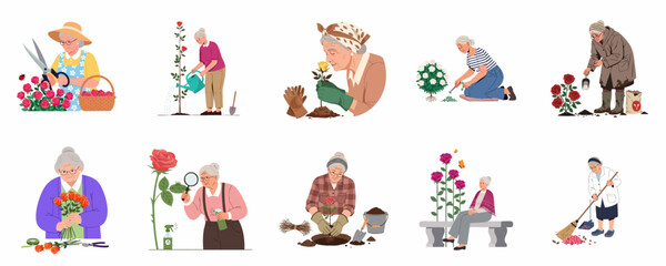 Fototapeta premium Senior Gardeners Caring for Roses: A Set of Illustrations Showing Planting, Pruning, Maintenance, and Enjoyment of the Hobby.
