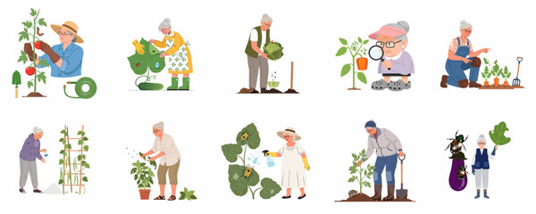Fototapeta premium Set of vector illustrations depicting senior women actively working in the vegetable garden, performing tasks like planting, harvesting, and combating common garden pests.