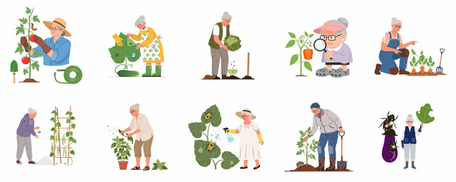 Set of vector illustrations depicting senior women actively working in the vegetable garden, performing tasks like planting, harvesting, and combating common garden pests.