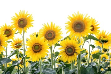 Naklejka premium Sunflower field outdoors nature plant.