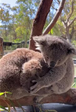 koalas playing  together in the tree