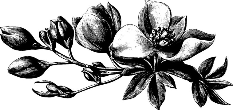 Vintage botanical engraving of monkshood aconite flowering plant for design