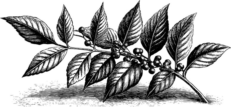 Poison sumac plant botanical plate engraving for retro design projects