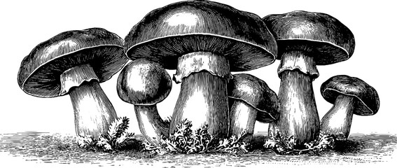Fototapeta na wymiar Porcini mushroom botanical study vintage engraving for design and decor
