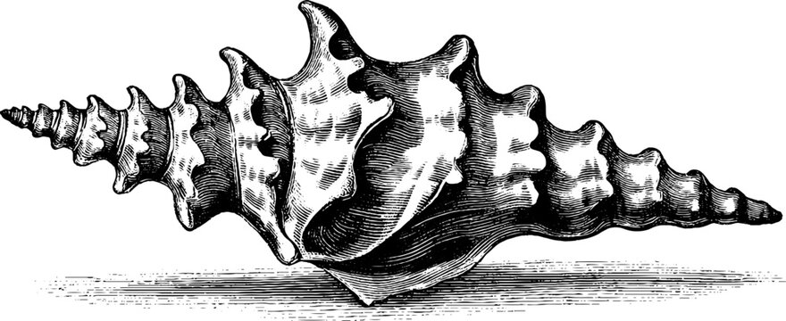 Vintage sea shell fossil specimen botanical engraving from 19th century for design and decoration