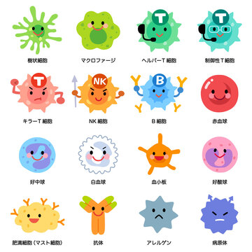 細胞・リンパ球の種類