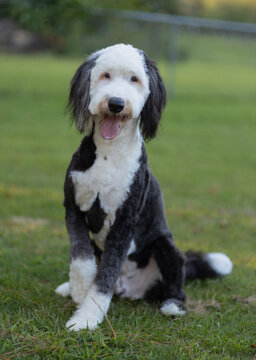 Black and white sheepadoodle dog on the lawn