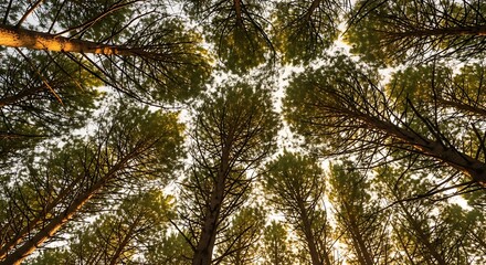 Obraz premium Tall Trees with Branches and Leaves.