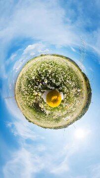 Chamomile daisy field tiny planet effect captures a vast meadow of white flowers under a bright blue summer sky