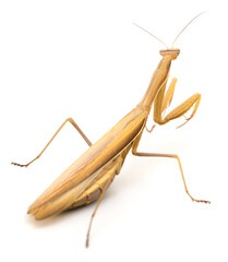 Praying mantis isolated on white background
