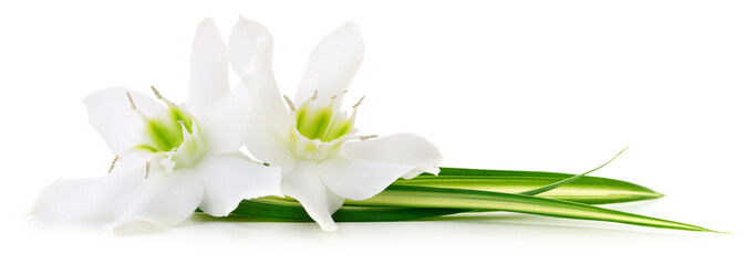 White lily flowers with green leaves isolated on white background