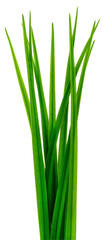 Fresh green grass blades isolated on white background