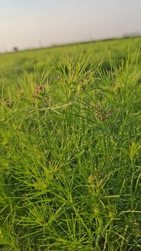 Lush green cumin crop field at sunset, close up of Cuminum cyminum plants in agricultural farm, organic spice cultivation landscape