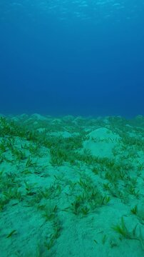 Vertical footage, Camera moving forwards above hilly seagrass bed covered with Smooth ribbon sea grass, Cymodocea rotundata on turquoise water background, Slow motion