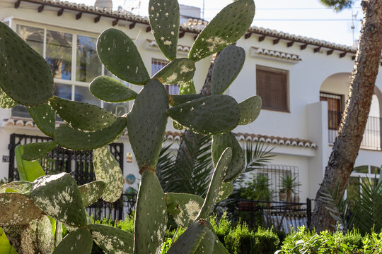 A large prickly pear cactus with green pads dominates the foreground of a Mediterranean garden, with a white villa and pine trees in the sunny background