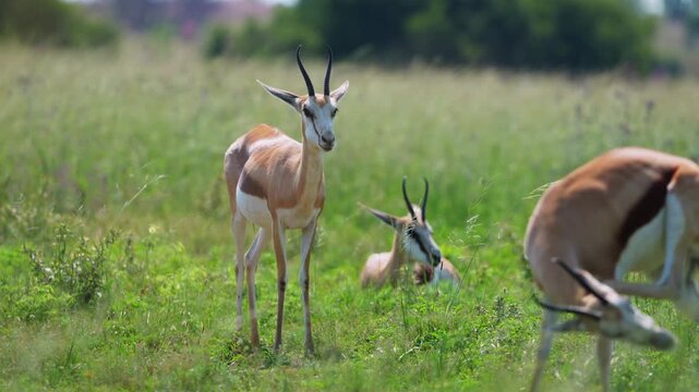 Springbok grazing calmly in an open savanna, capturing natural feeding behavior and alert posture under golden daylight, a serene moment of African wildlife during a safari game drive in South Africa.