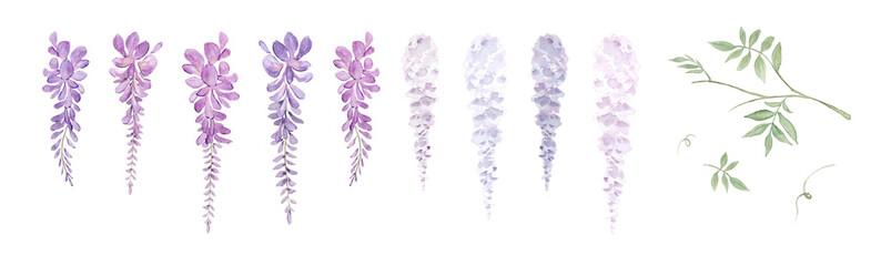 Watercolor purple wisteria flowers and leaves elements set-300dpi-  © URU
