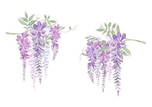 Watercolor purple wisteria flowers and branches elements set-300dpi-	