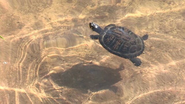 A small turtle swimming in the pond
