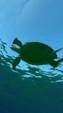 Vertical footage, Bottom view of Sea turtle floating on water surface and breathes on blue sky background, Slow motion of Green Sea Turtle, Chelonia mydas swims in surface turquoise water