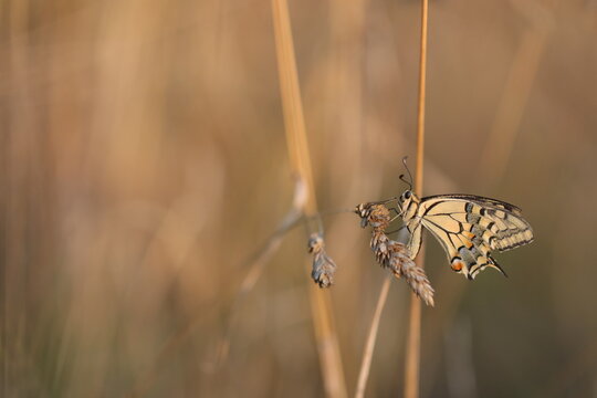 una farfalla macaone al tramonto