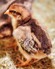 Nahaufnahme eines stehenden H&uuml;hnerk&uuml;kens in einem Brutkasten