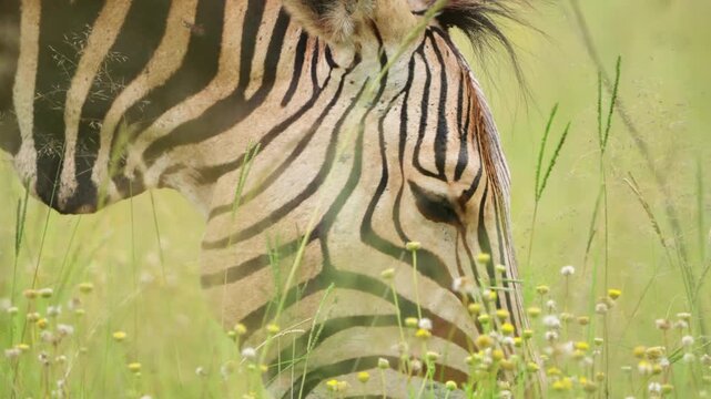 Close-up footage of a zebra grazing in the African bushveld, capturing detailed muzzle movement, grass pulling, and natural feeding behavior under golden daylight during a peaceful safari game drive.