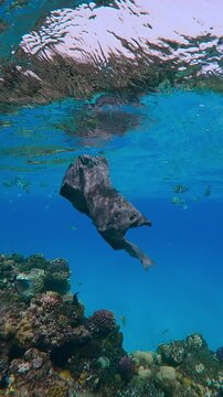 Vertical footage, Old torn black plastic bag with Translucent Colonial Pyrosoma drifts over top of coral reef in turquoise water background, tropical fishes swims nearby, Slow motion 