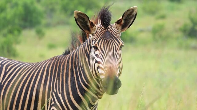 Close-up footage of a zebra grazing in the African bushveld, capturing detailed muzzle movement, grass pulling, and natural feeding behavior under golden daylight during a peaceful safari game drive.