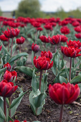 Fototapeta premium Orange tulip among red tulips