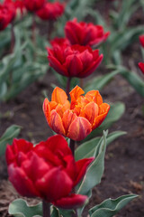 Orange tulip among red tulips