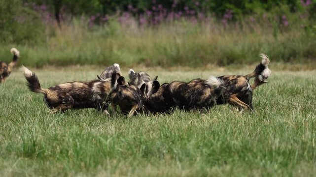 Slow-motion footage of African wild dogs rapidly dismembering and devouring a fresh kill, capturing coordinated pack behavior, raw feeding frenzy, and survival instincts in the bushveld during a high-