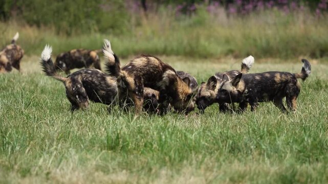 Slow-motion footage of African wild dogs rapidly dismembering and devouring a fresh kill, capturing coordinated pack behavior, raw feeding frenzy, and survival instincts in the bushveld