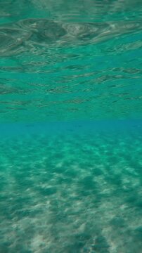 Vertical footage, Group of young squids swimning under surface of water on sunny day, Slow motion of Bigfin reef squid or Oval squid, Sepioteuthis lessoniana swims below surface