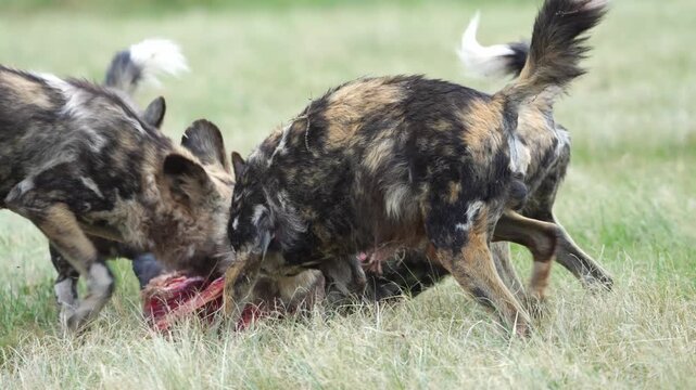Slow-motion footage of African wild dogs rapidly dismembering and devouring a fresh kill, capturing coordinated pack behavior, raw feeding frenzy, and survival instincts in the bushveld