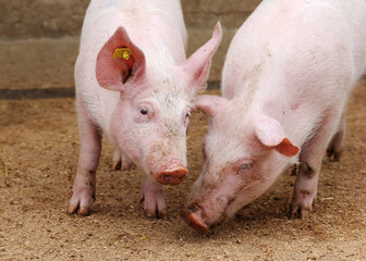 Farm pigs in sty - agricultural production