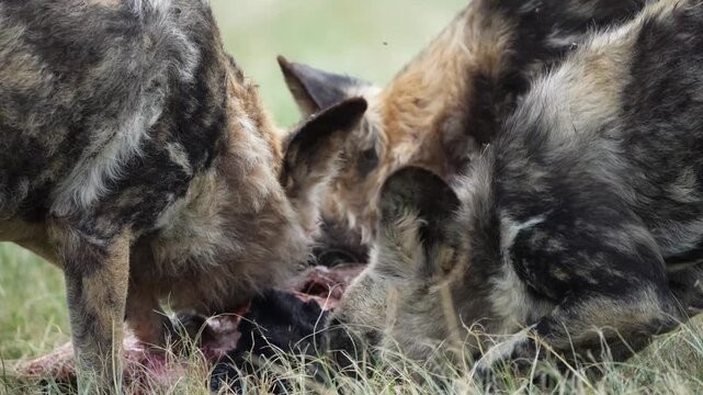 Slow-motion footage of African wild dogs rapidly dismembering and devouring a fresh kill, capturing coordinated pack behavior, raw feeding frenzy, and survival instincts in the bushveld