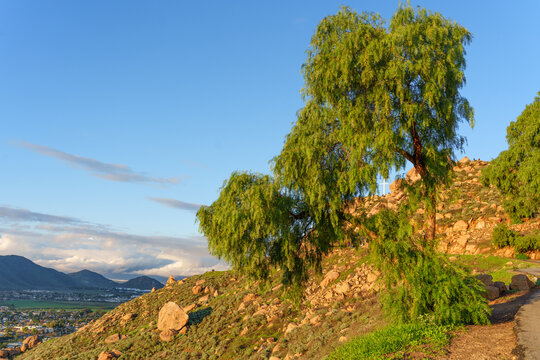 Scenic Mount Rubidoux Trail with Pepper Tree and Cross in Riverside