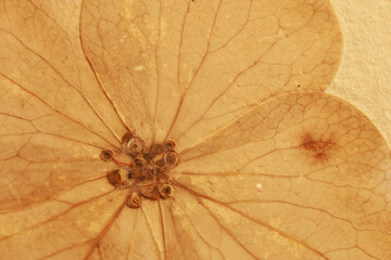 A close up of a dried hydrangea flower