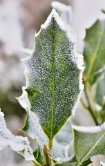 Europ&auml;ische Stechpalme (Ilex aquifolium) Blatt mit Raureif, vertikal