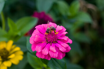Fototapeta premium close up of pink chrysanthemum flower with bee on green background