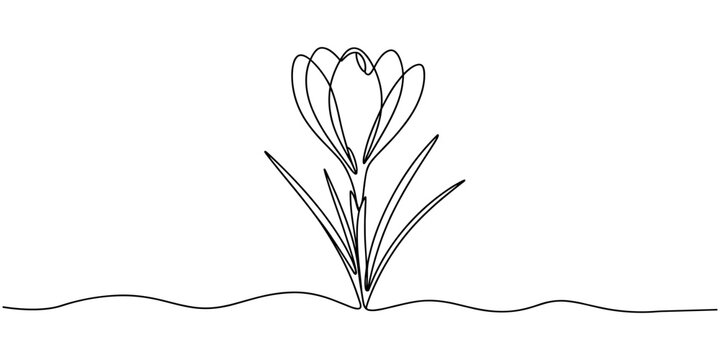 line art, bouquet of flowers crocus spring and summer, drawing with one line. vector illustration white background, Spring crocus flower in continuous line art drawing style. Minimalist black linear.