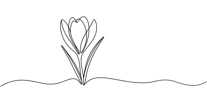 line art, bouquet of flowers crocus spring and summer, drawing with one line. vector illustration white background, Spring crocus flower in continuous line art drawing style. Minimalist black linear.