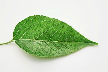 Obraz premium Close-up of a vibrant green leaf with intricate vein patterns against a plain white background